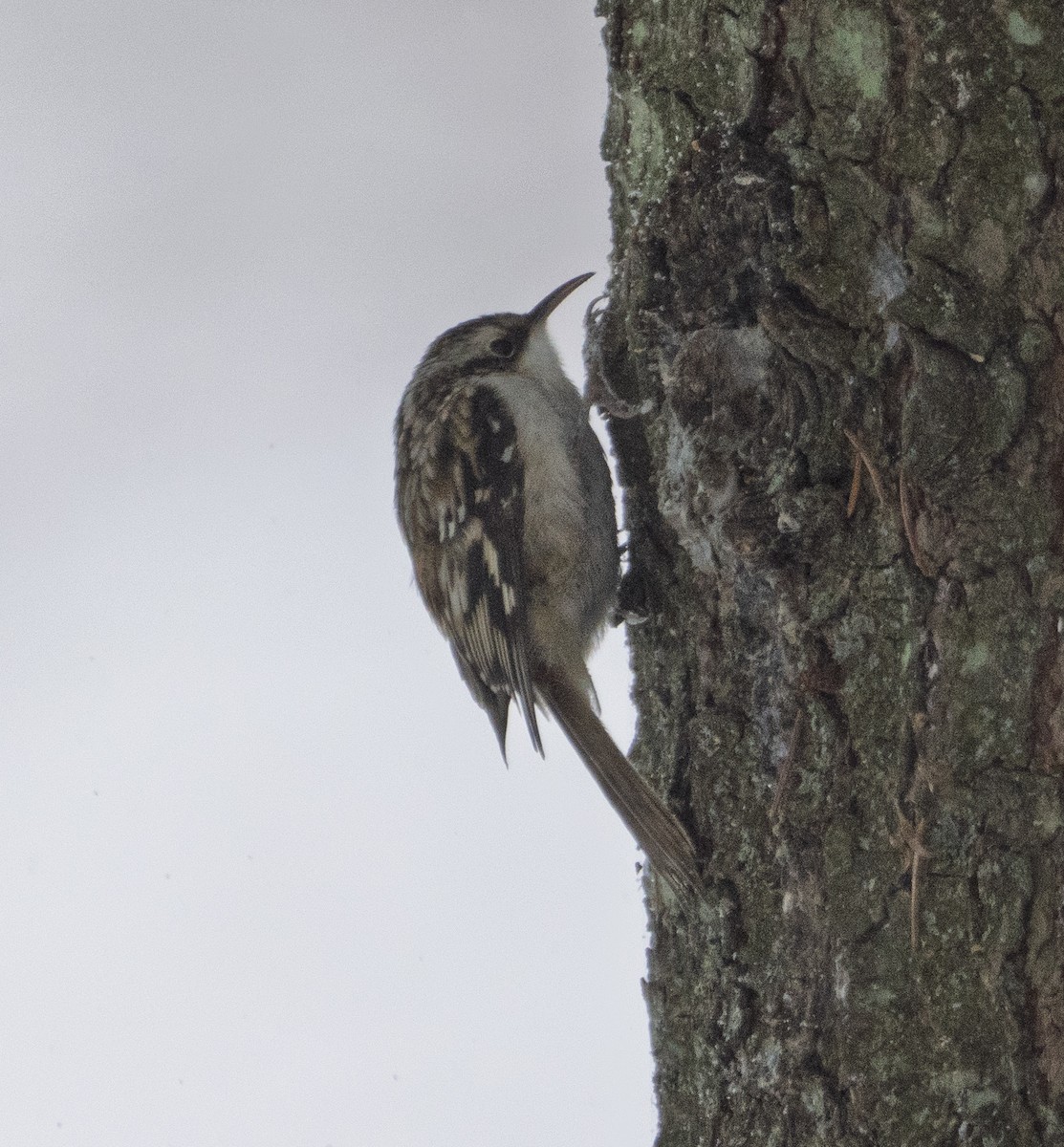 šoupálek americký - ML646535440