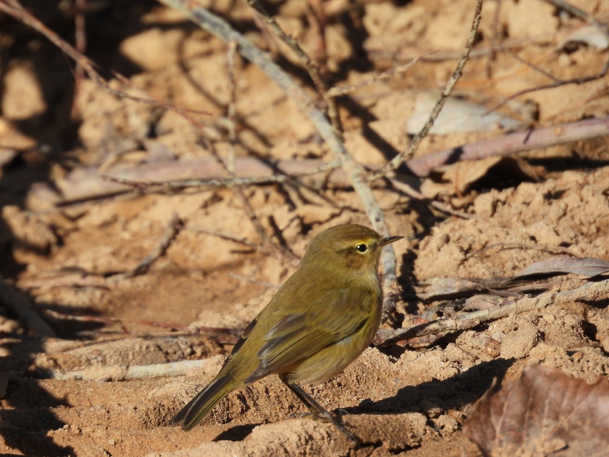 Common Chiffchaff - ML646535441