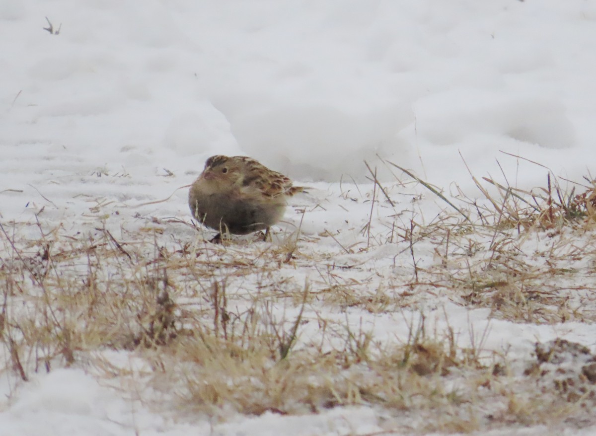 Gelbkehl-Spornammer - ML646535442