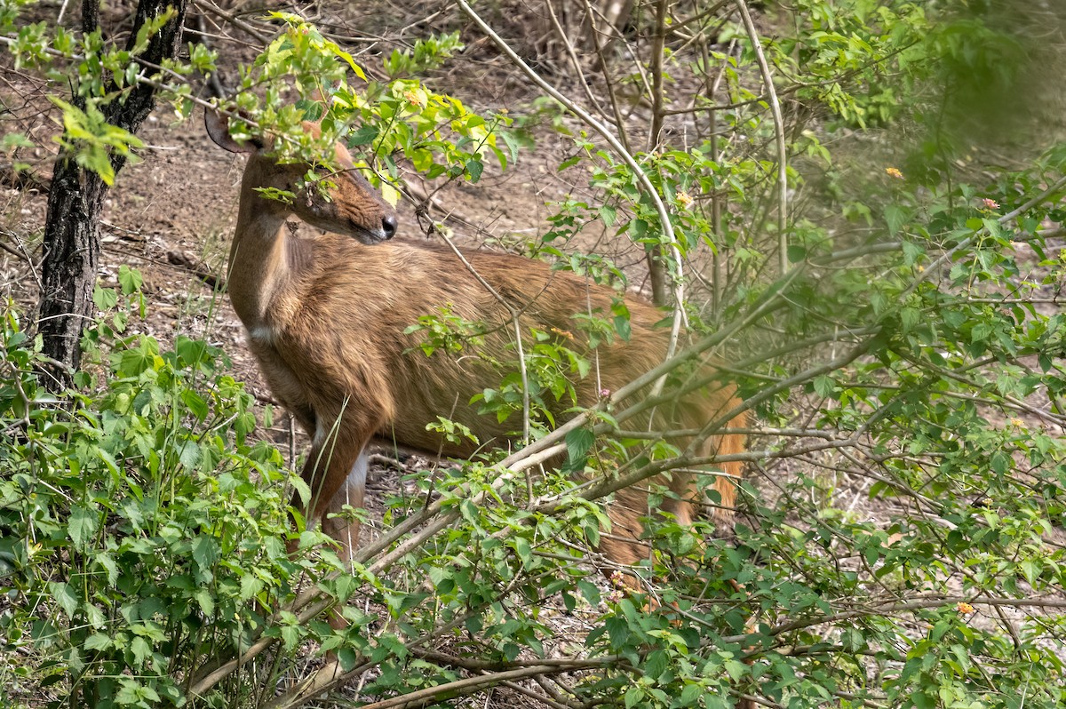 Antílope del Cabo - ML646535443