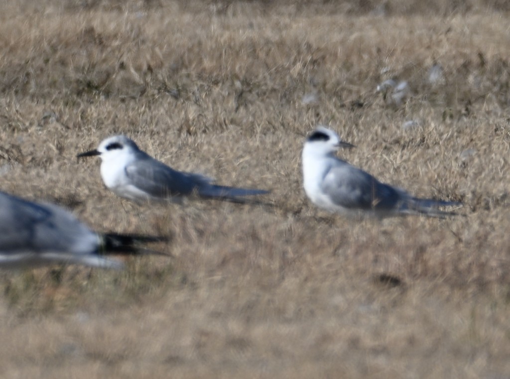 Charrán de Forster - ML646535444