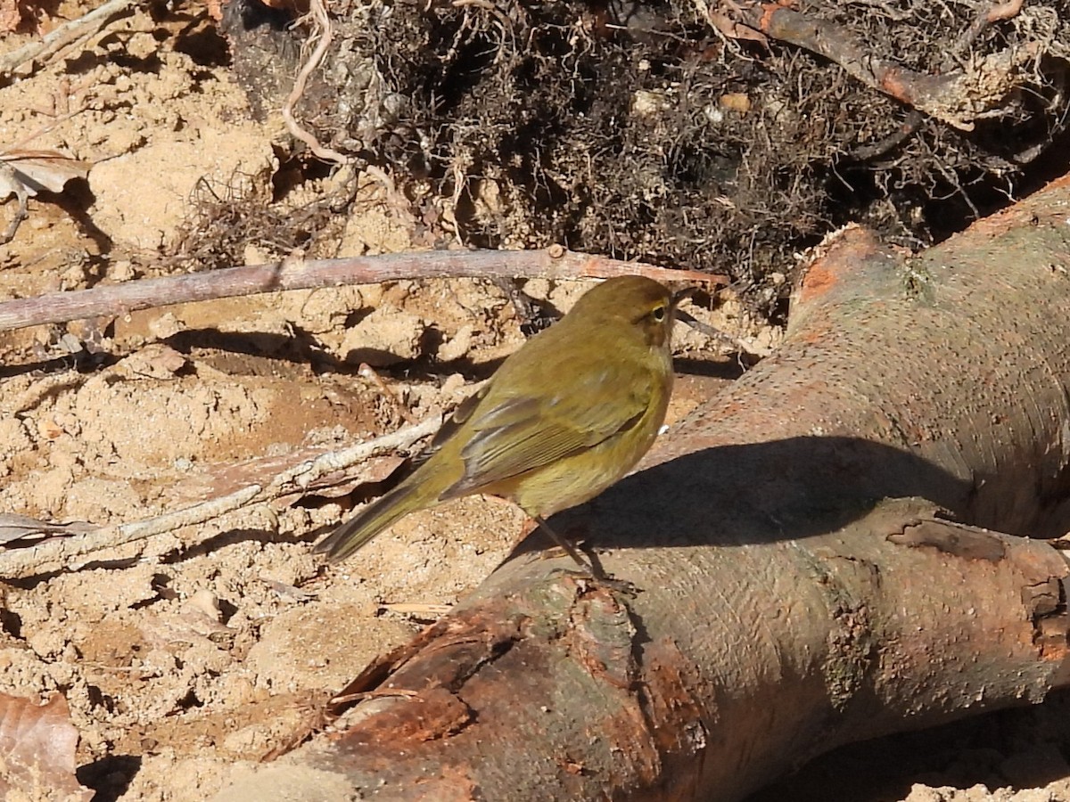 Common Chiffchaff - ML646535447