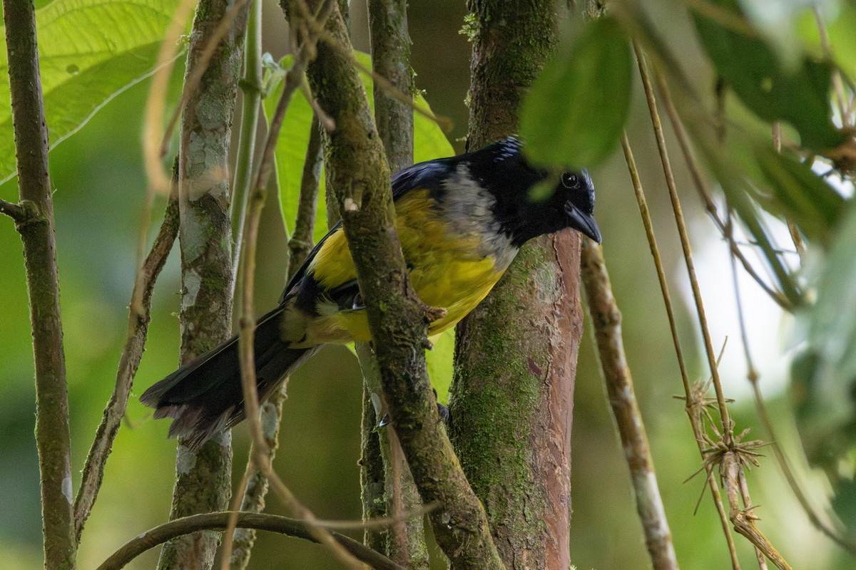 Buff-banded Mountain Tanager - ML646535448