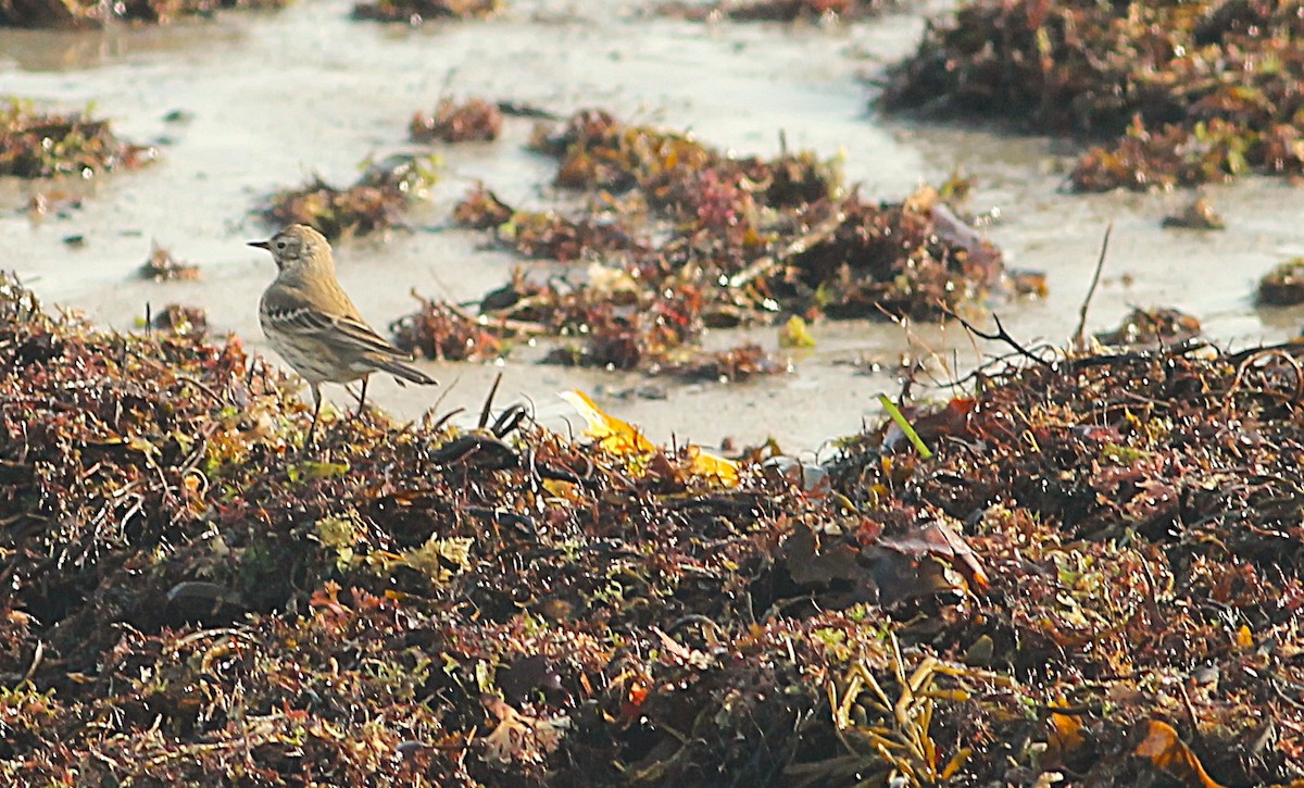 American Pipit - ML646535453