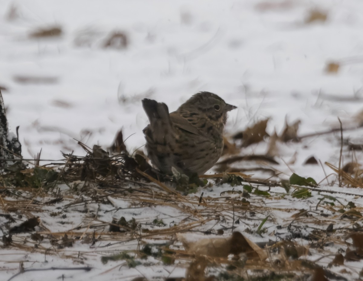 strnadec pruhohlavý - ML646535456