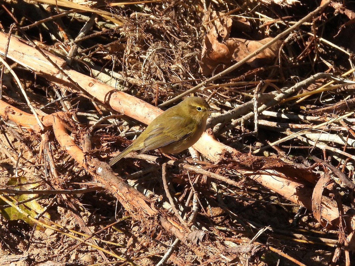 Common Chiffchaff - ML646535458