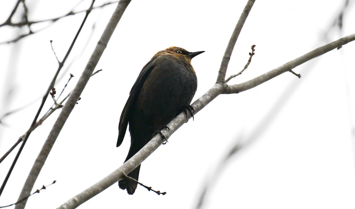 Rusty Blackbird - ML646535468