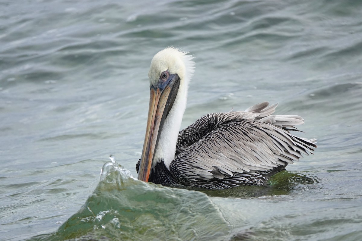 שקנאי חום - ML646535469