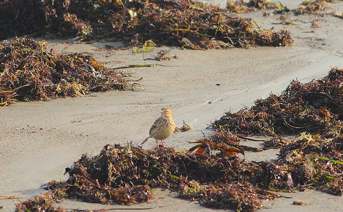 American Pipit - ML646535470