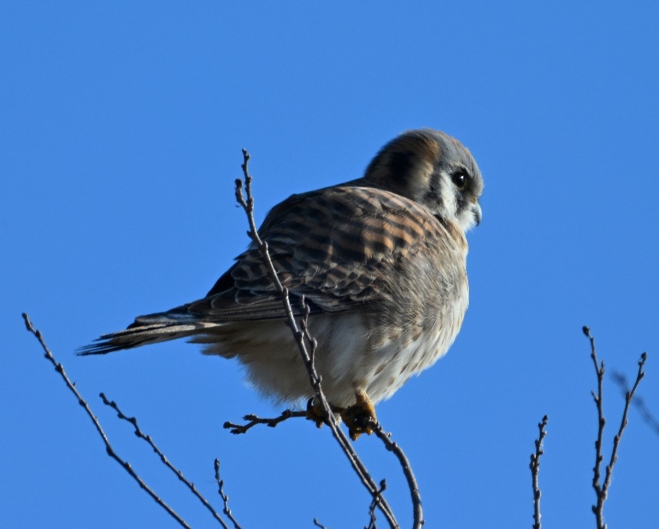 Cernícalo Americano - ML646535473
