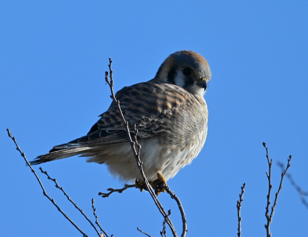 Cernícalo Americano - ML646535474