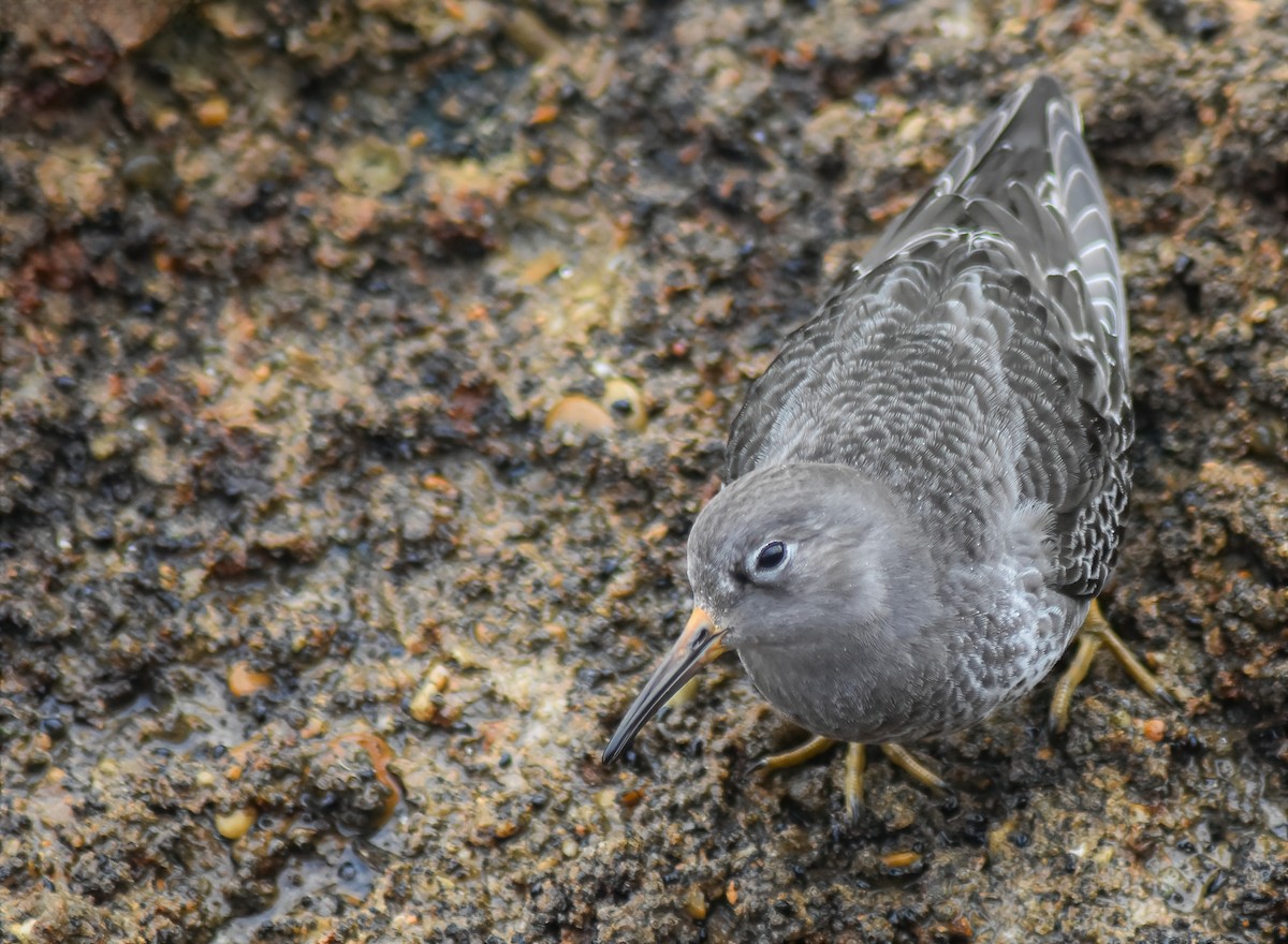 Mor Kumkuşu - ML646535475