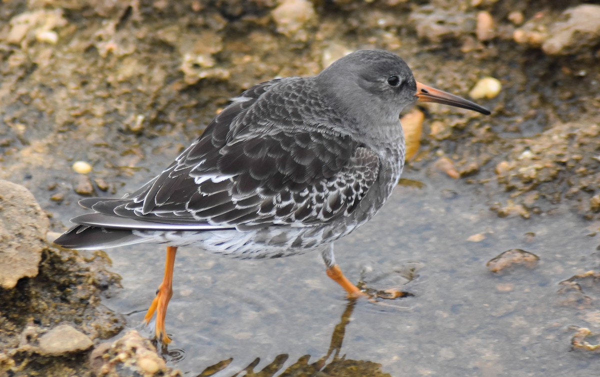 Mor Kumkuşu - ML646535476