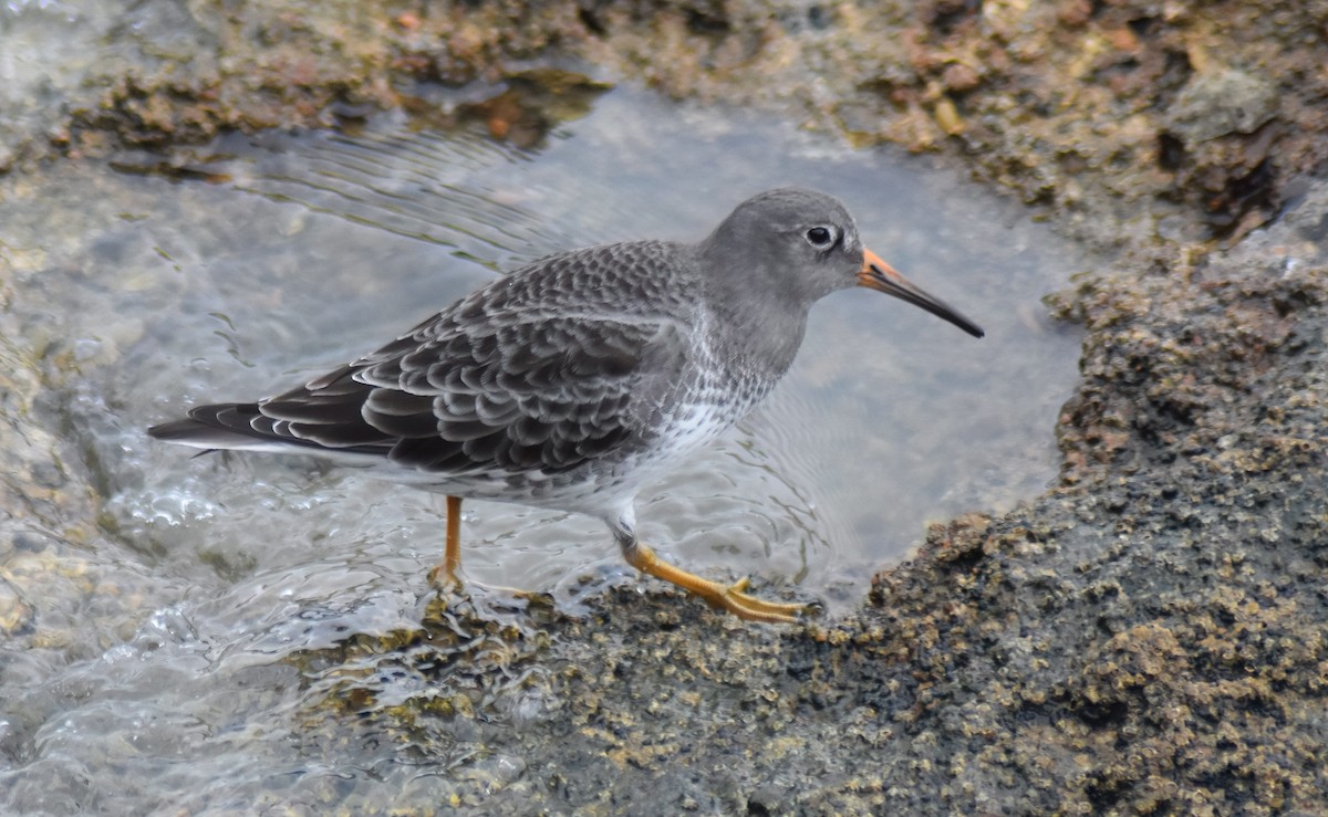 Mor Kumkuşu - ML646535477