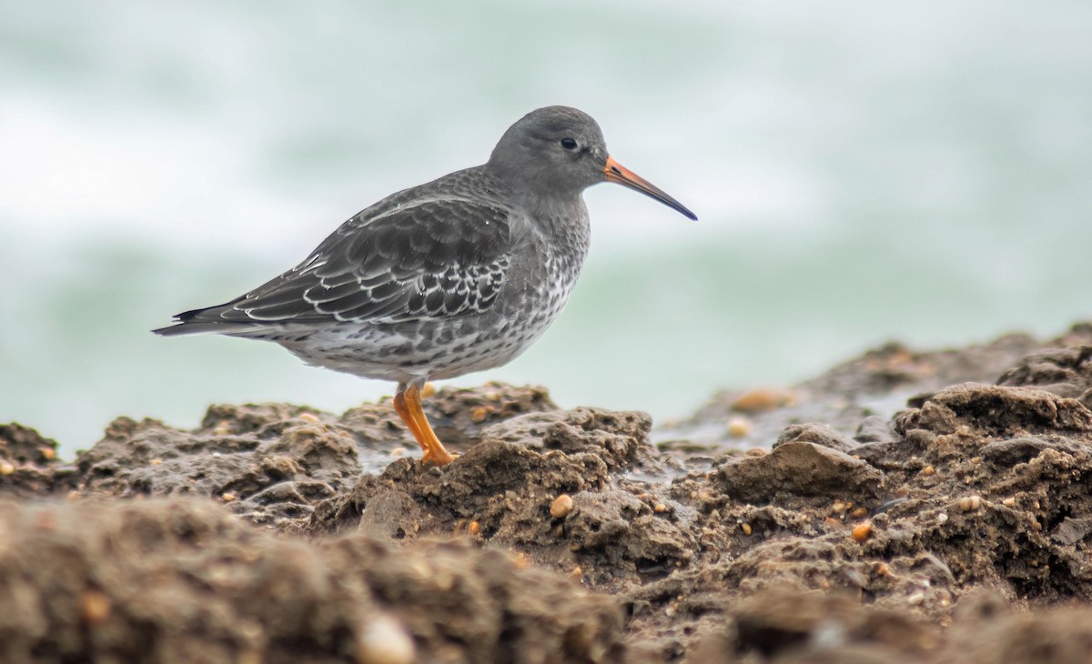 Mor Kumkuşu - ML646535478