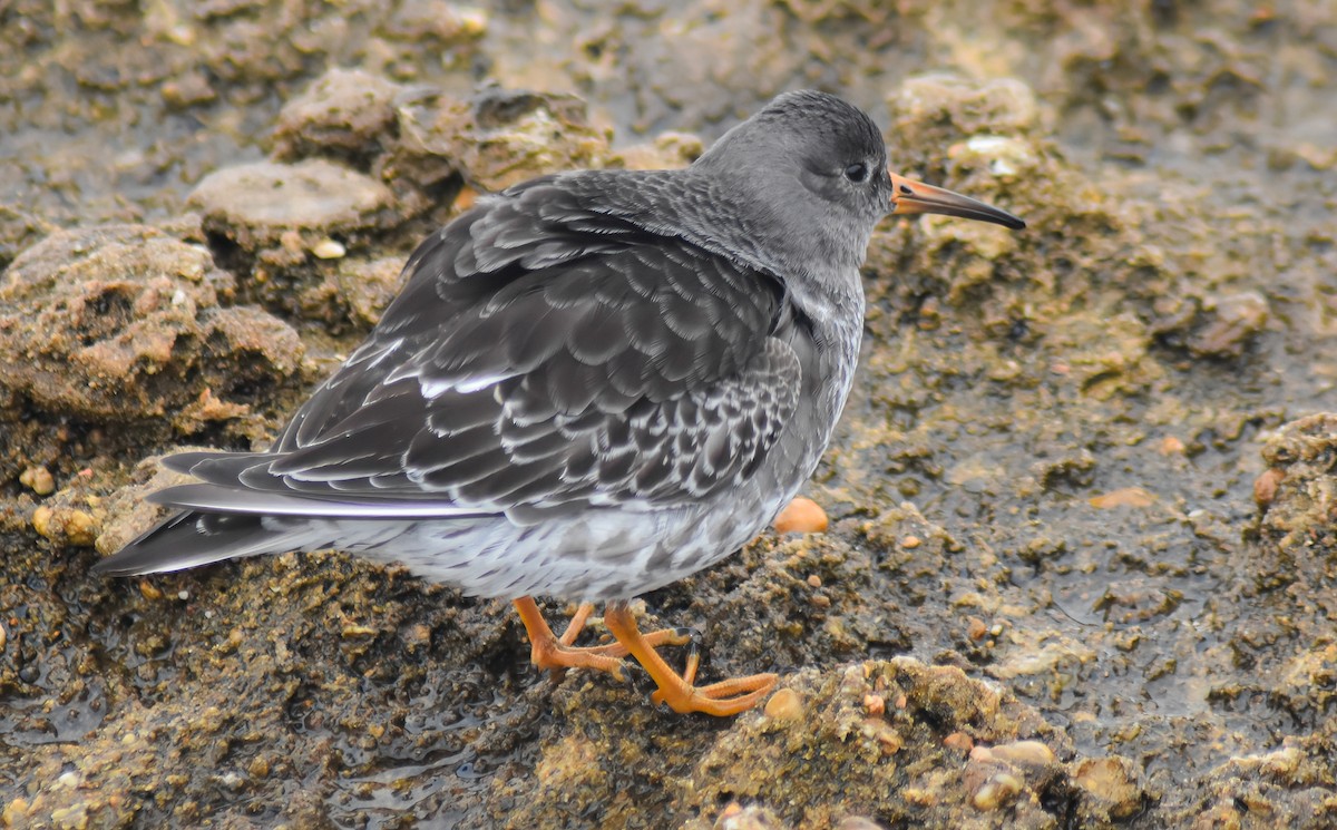 Mor Kumkuşu - ML646535479