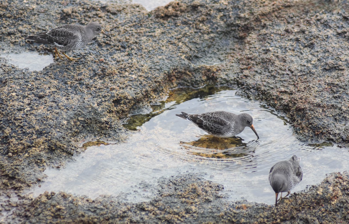 Mor Kumkuşu - ML646535481