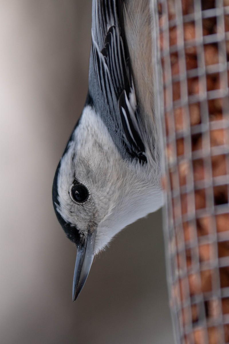 White-breasted Nuthatch - ML646535482