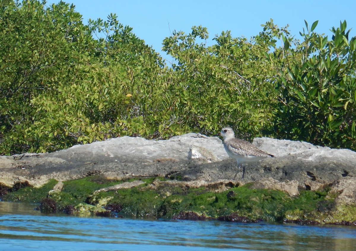 Black-bellied Plover - ML646535484