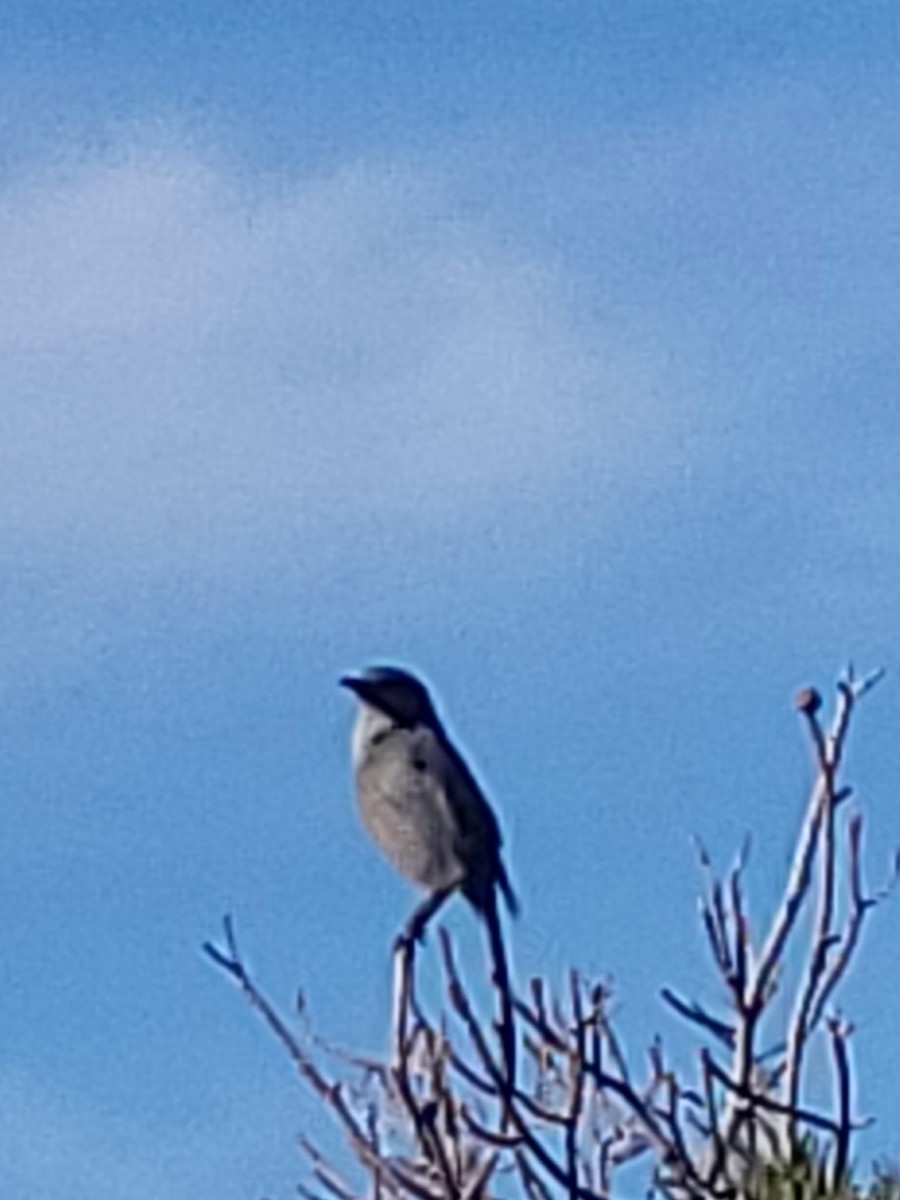 sojka vnitrozemská - ML646535495