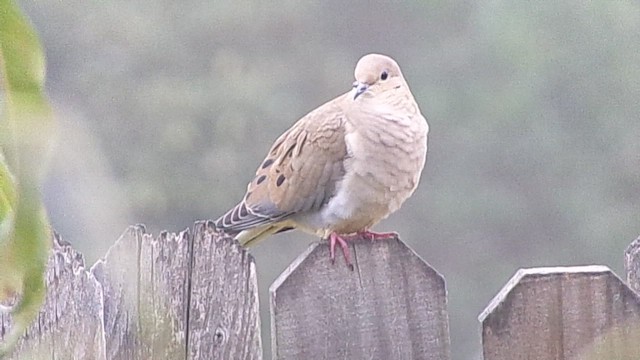 Mourning Dove - ML646535496