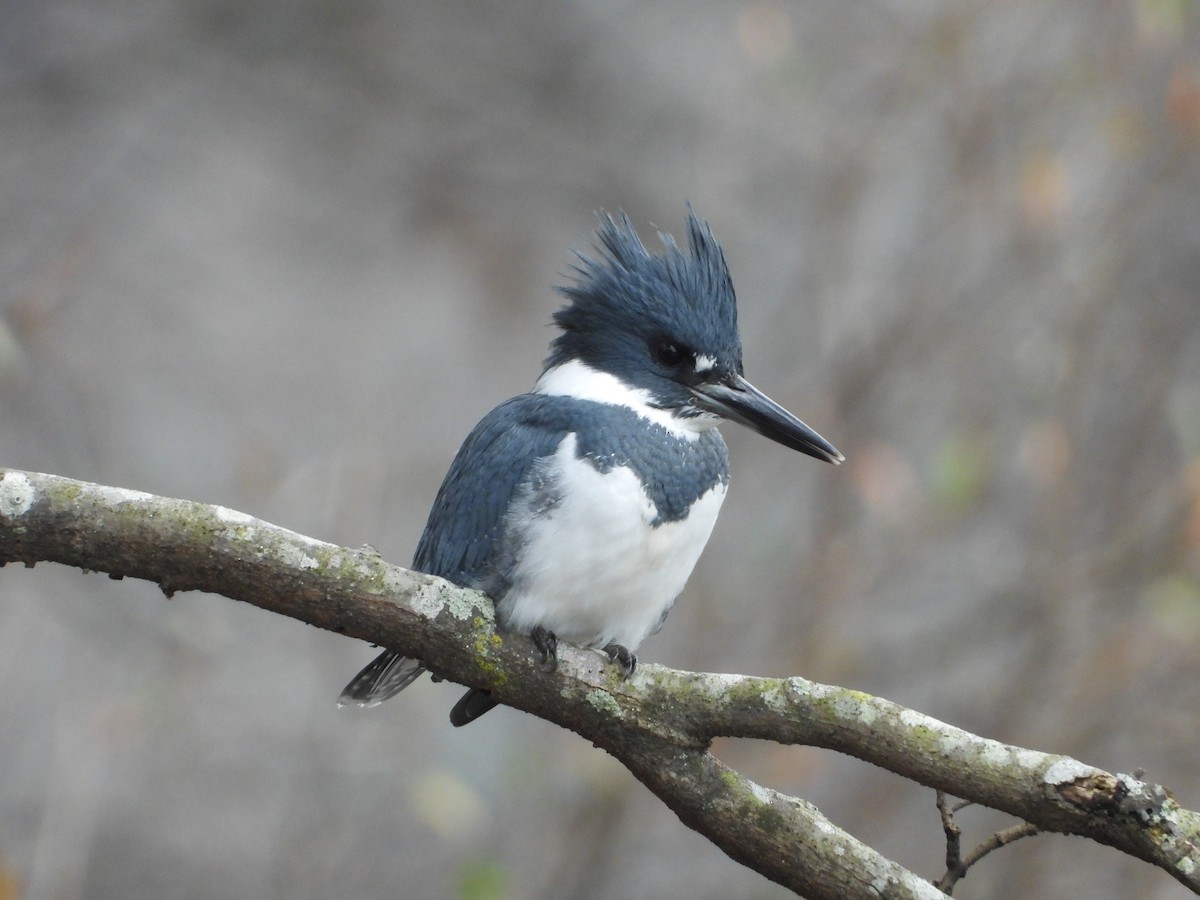 Belted Kingfisher - ML646535497