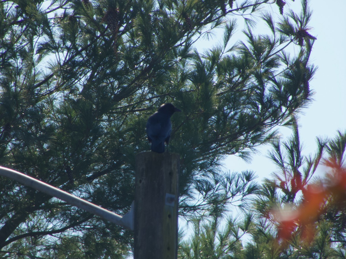 Fish Crow - ML646535499