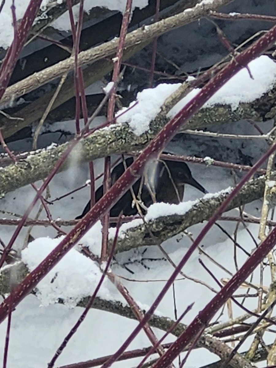 Virginia Rail - ML646535500