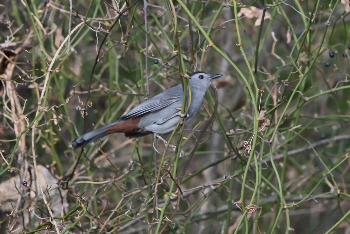 Gray Catbird - ML646535503