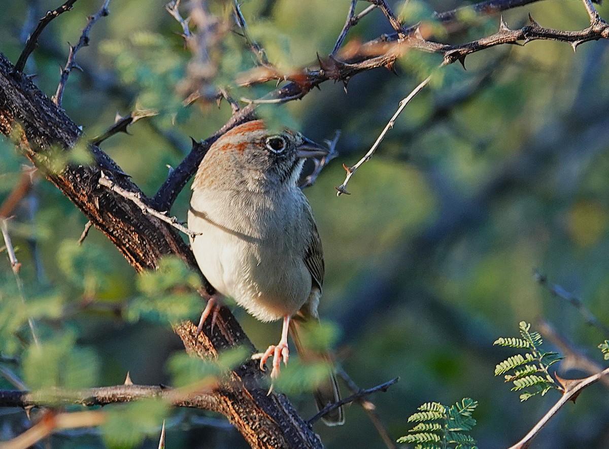 Rufous-crowned Sparrow - ML646535504