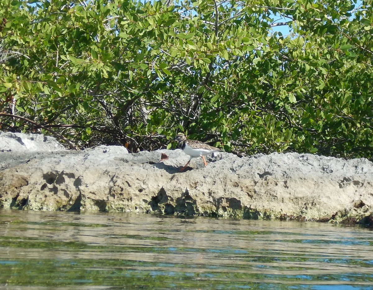 Ruddy Turnstone - ML646535505