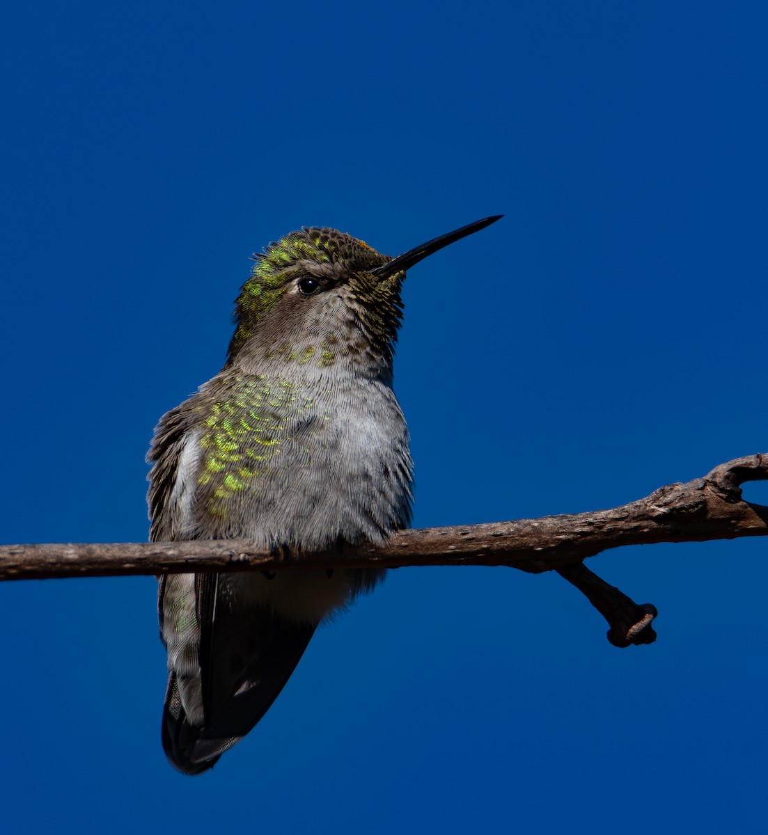 Anna's Hummingbird - ML646535521