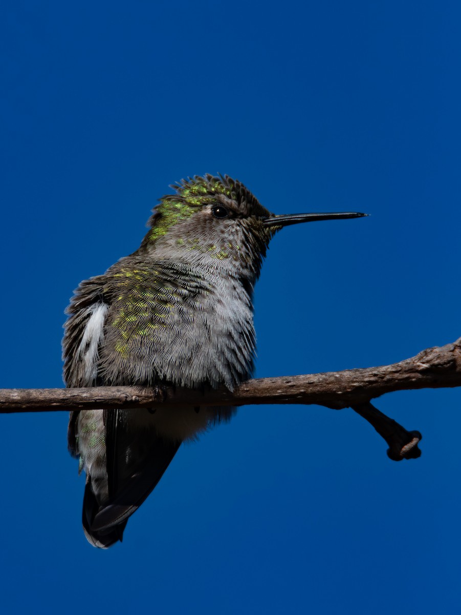 Anna's Hummingbird - ML646535522