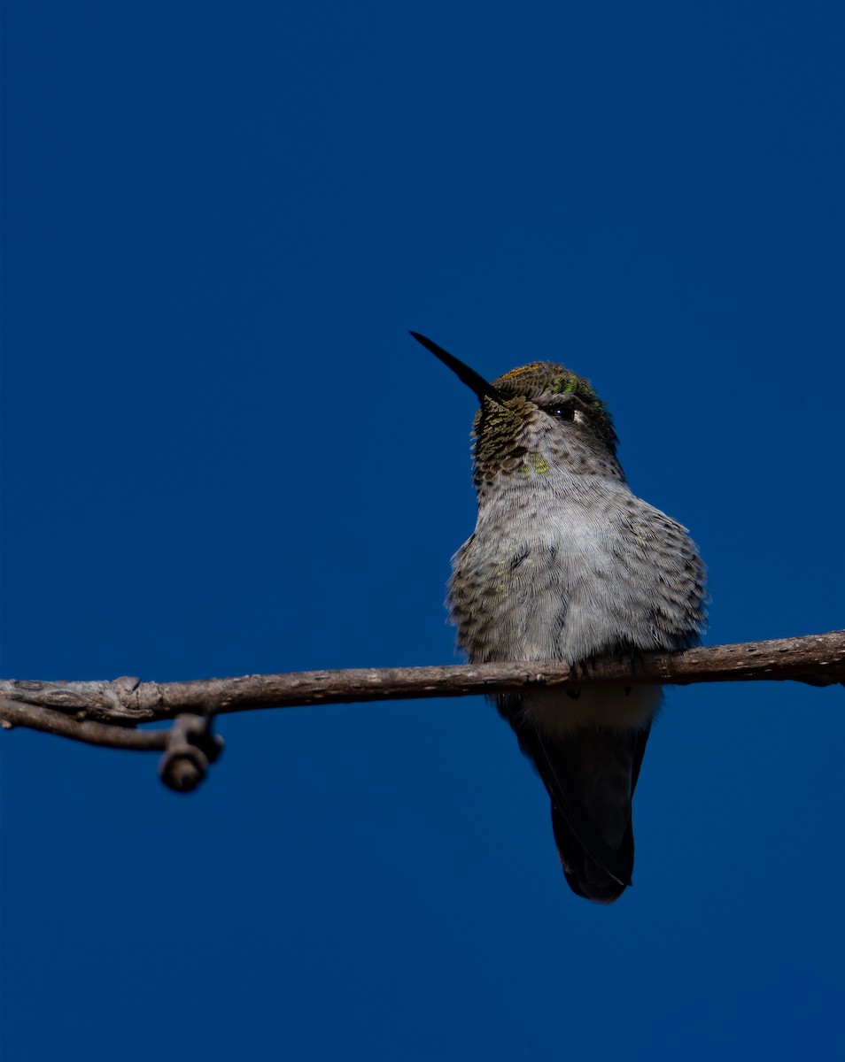 Anna's Hummingbird - ML646535525