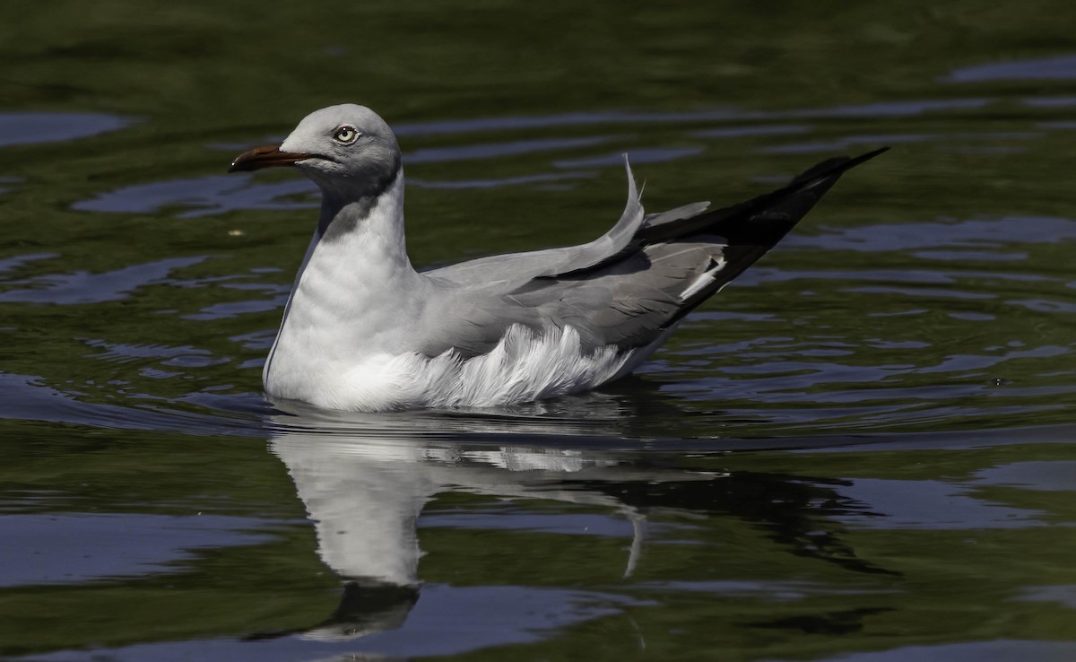 Gray-hooded Gull - ML646535528