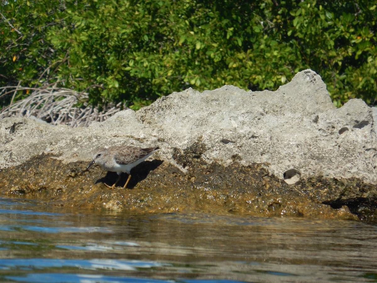 Least Sandpiper - ML646535529