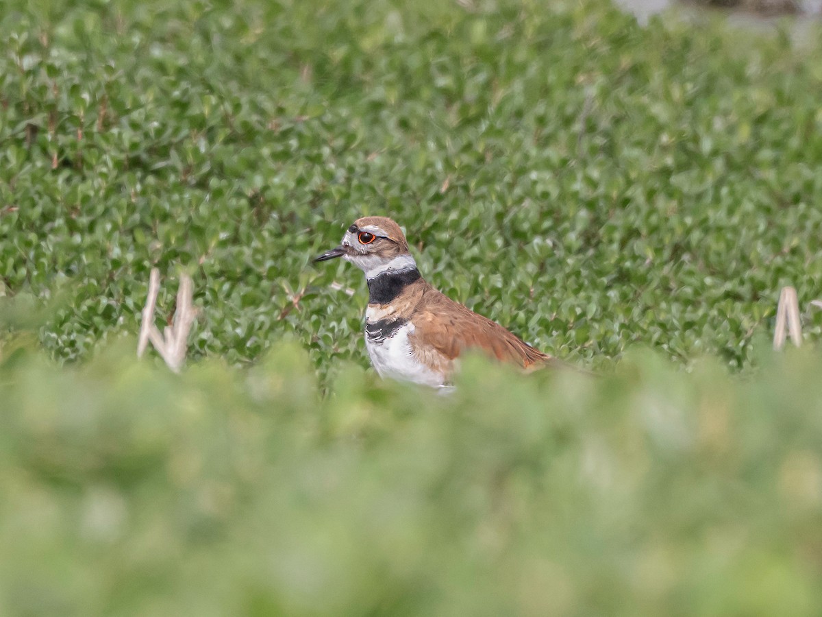 Killdeer - ML646535533
