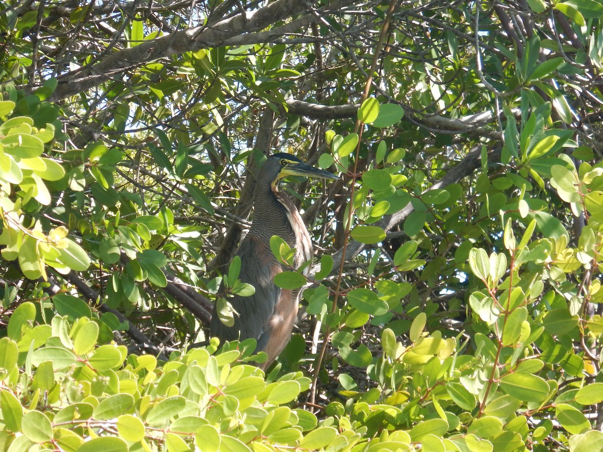 Bare-throated Tiger-Heron - ML646535536