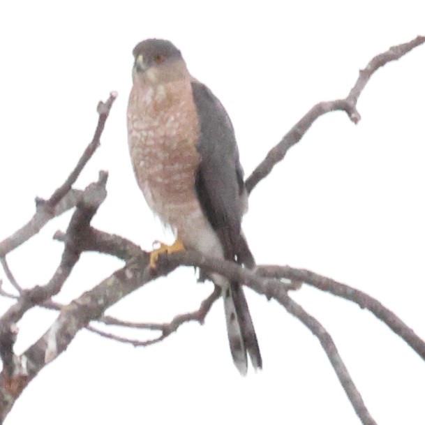 Cooper's Hawk - ML646535541