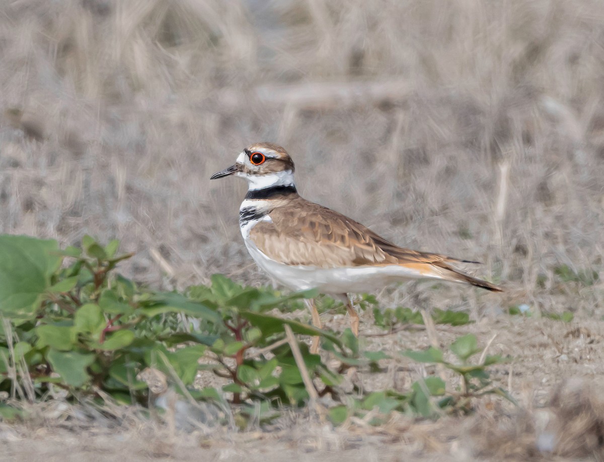 Killdeer - ML646535543