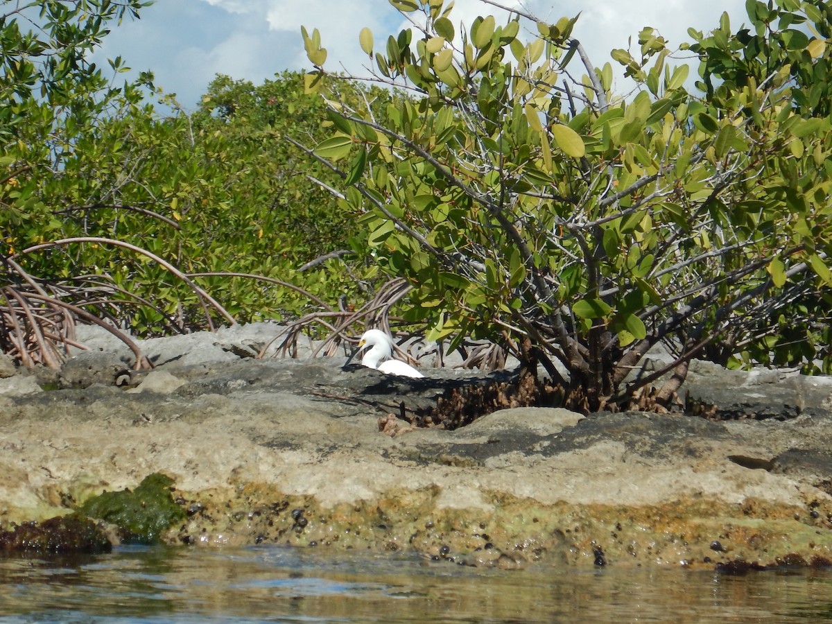 Snowy Egret - ML646535544
