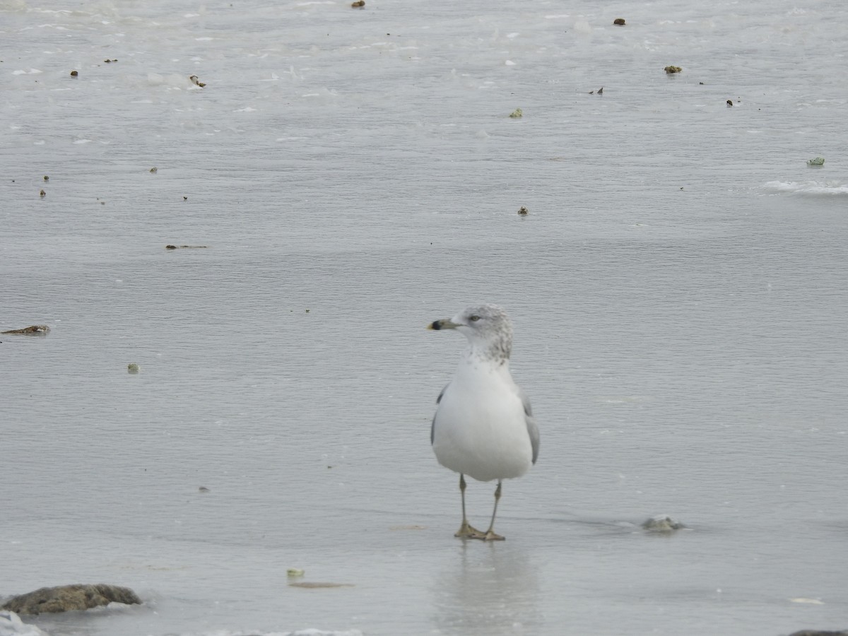 Ring-billed Gull - ML646535554