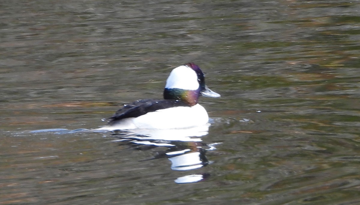 Büffelkopfente - ML646535555