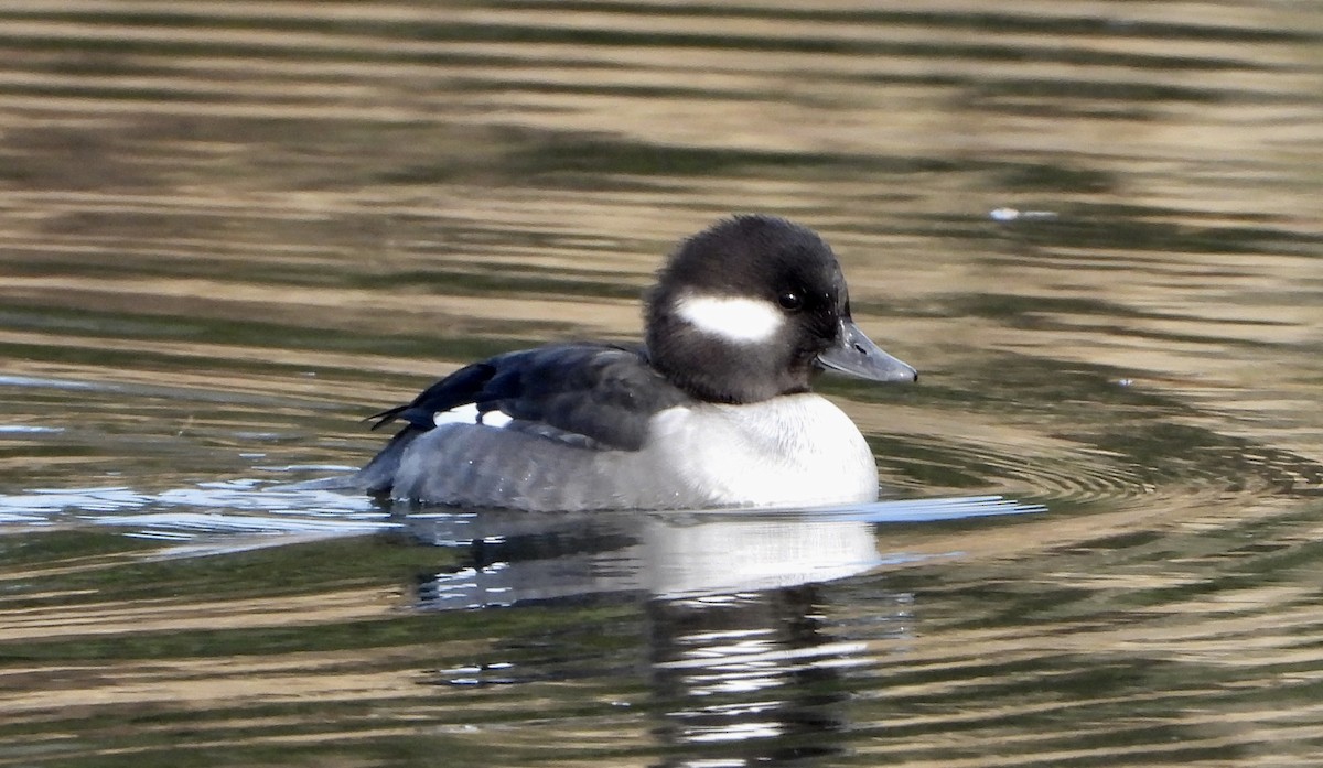 Büffelkopfente - ML646535556