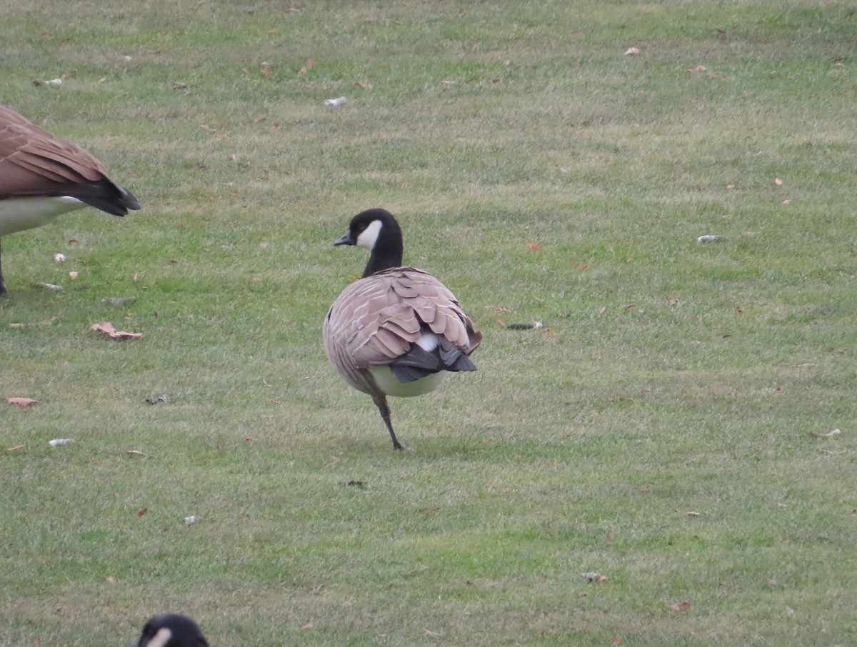 Zwergkanadagans - ML646535558