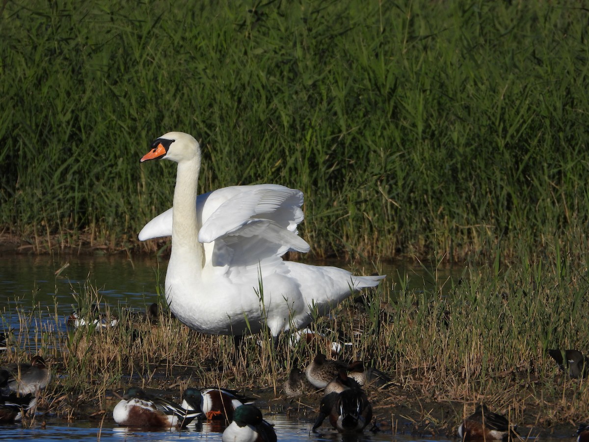 Mute Swan - ML646535560