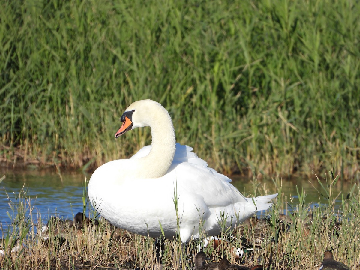 Mute Swan - ML646535562
