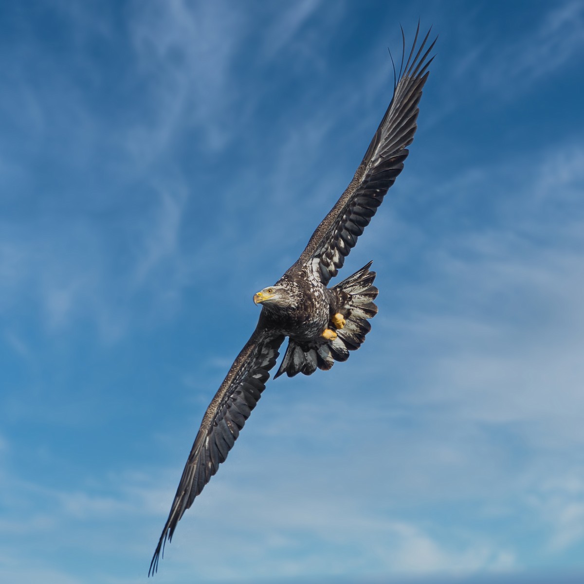 Bald Eagle - ML646535563