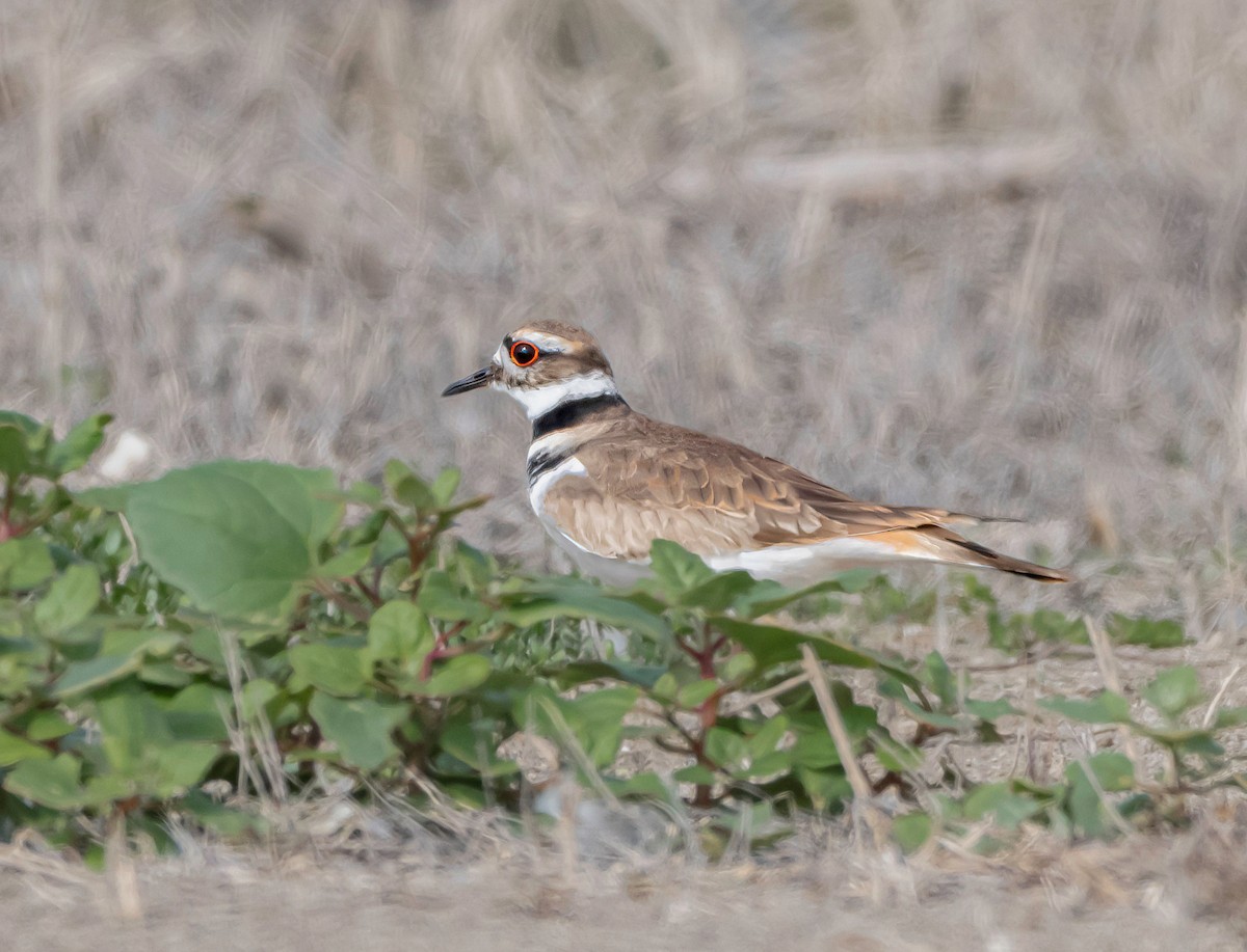 Killdeer - ML646535569