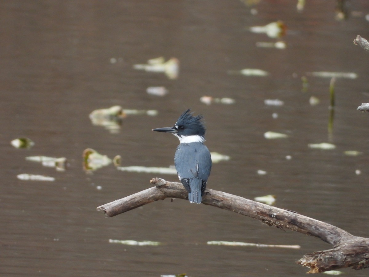 Belted Kingfisher - ML646535570